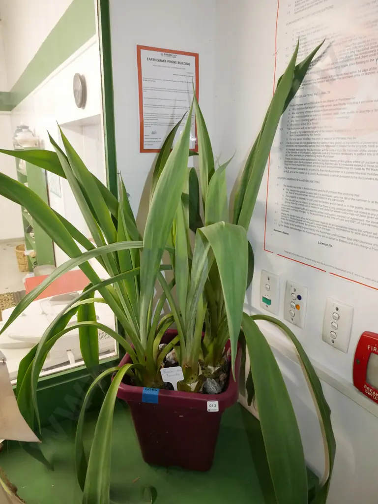 potted plant - beschorneria yuccoides Image 1++