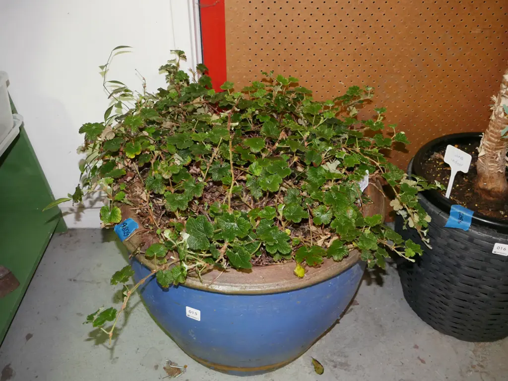 large blue glazed planter with glycosnis pentaphylla (orange berry) Image 1++