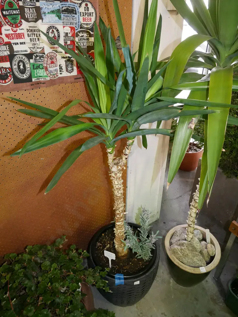 indoor yucca H-1000 (plant) Image 1++