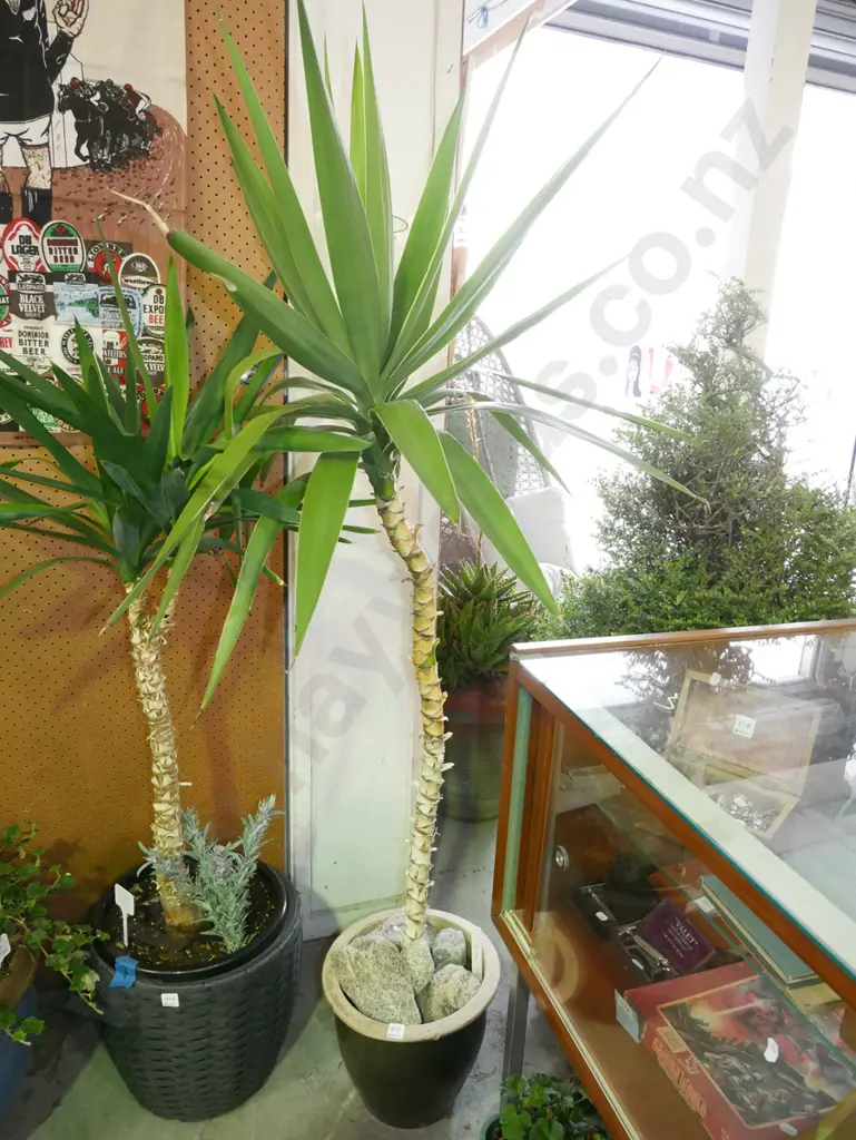 indoor yucca H-1500 (plant) Image 1++