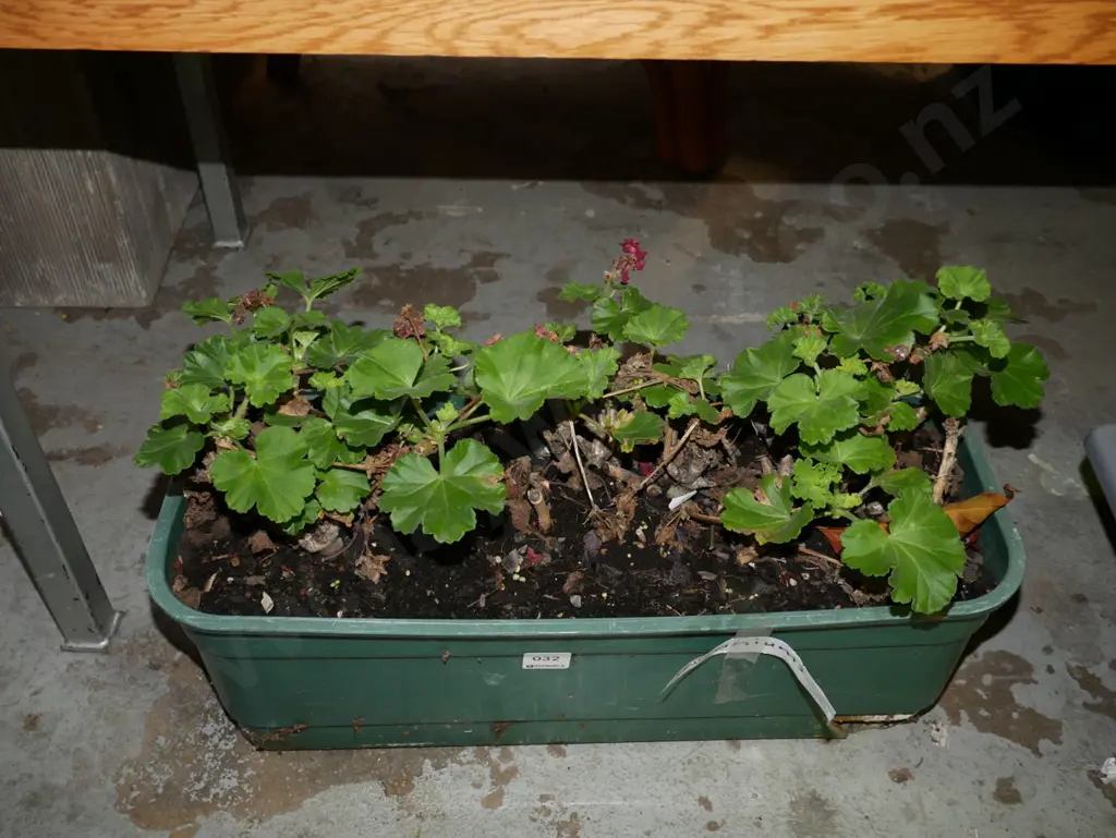 plastic planter trough and geraniums Image 1++