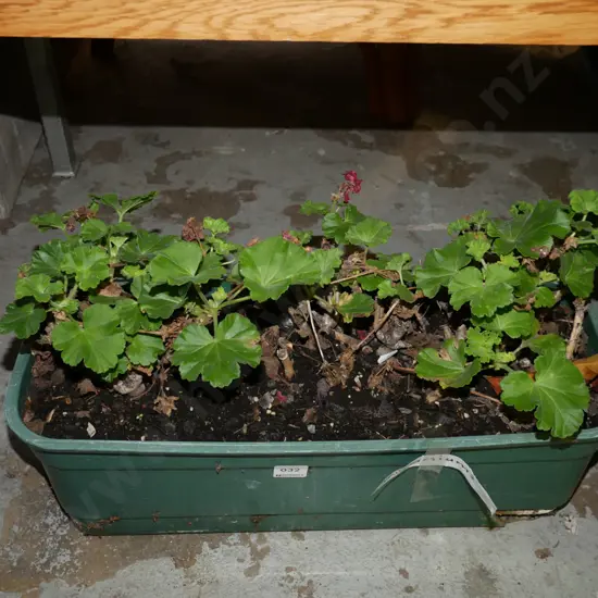 plastic planter trough and geraniums