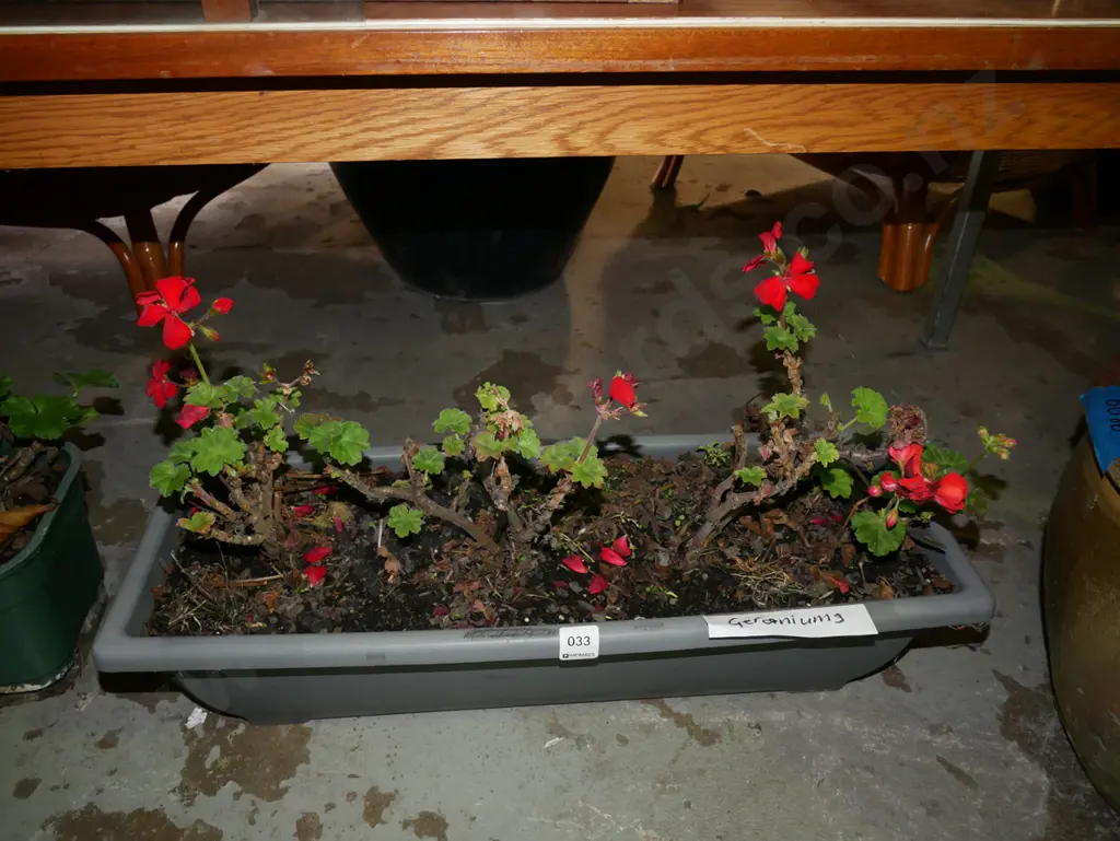 plastic planter trough and geraniums Image 1++