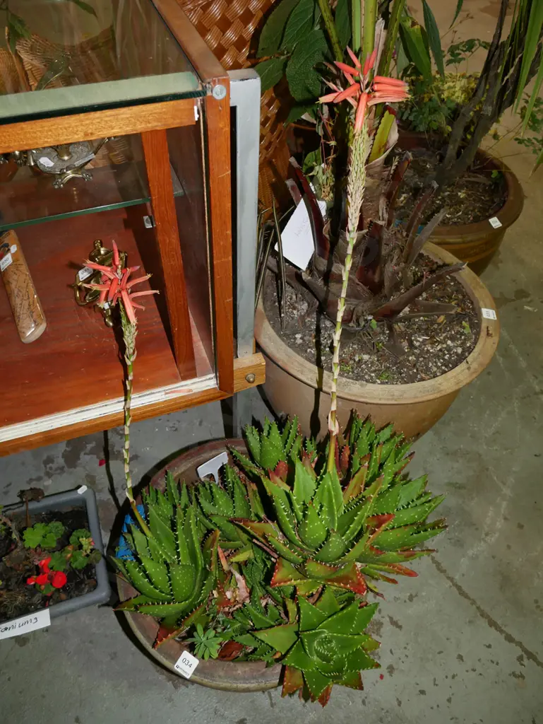 flowering succulents in glazed planter Image 1++