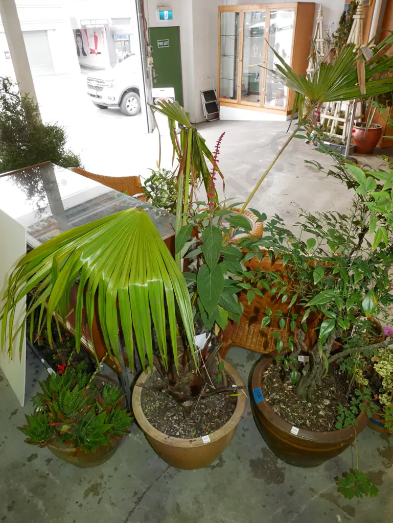 potted livingstonia australis plant Image 1++