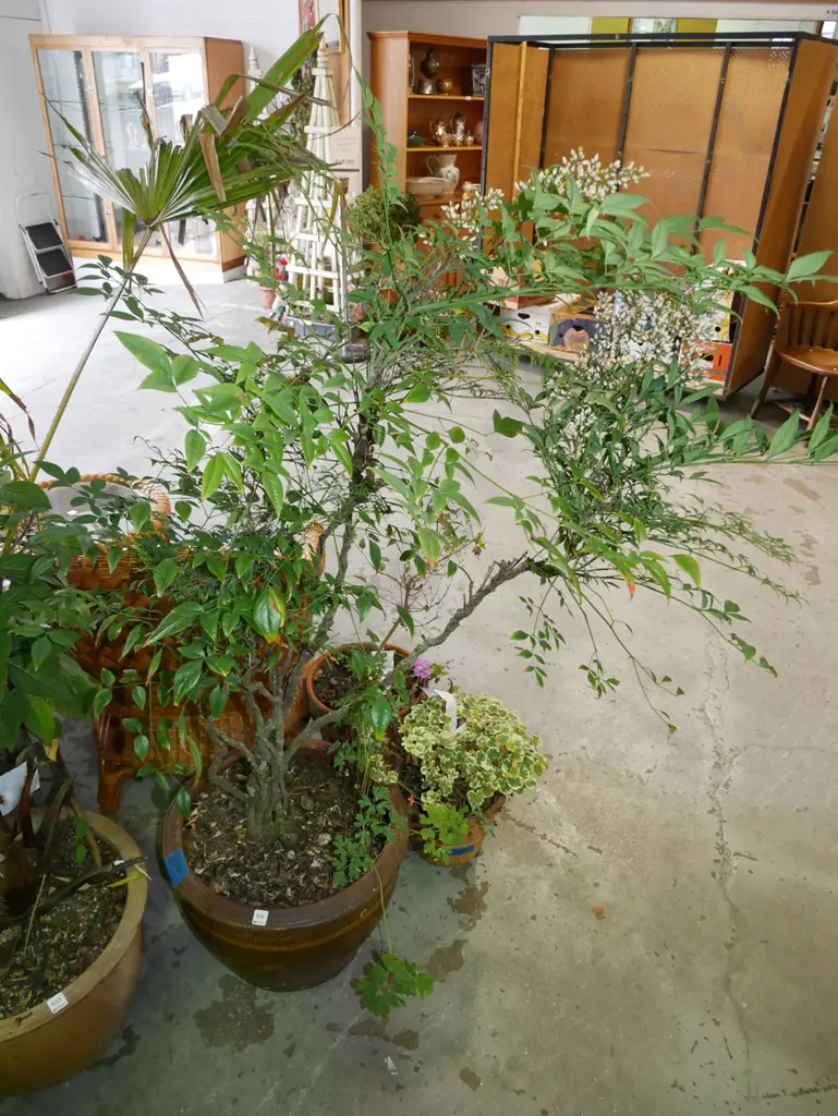 potted nandina domestica in glazed dragon planter Planter H-360 Image 1++