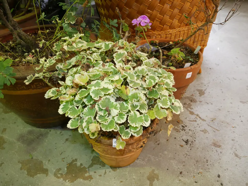 variegated geranium in terracotta planter Image 1++