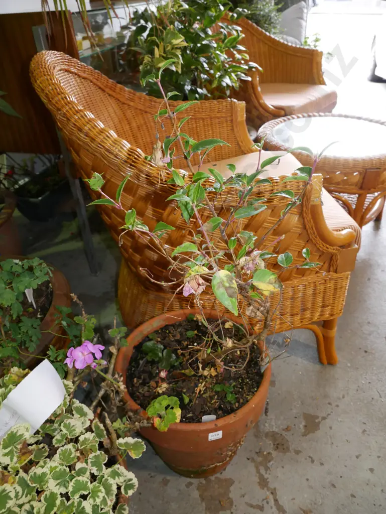 Fuschia Bealling in terracotta planter Image 1++