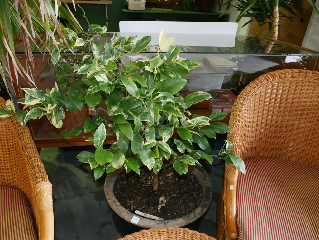 variegated lemon meyer in blue glazed planter Planter H-400 Image 1++