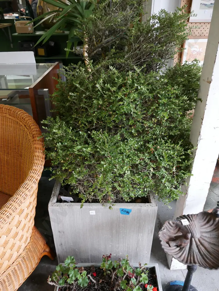 lonicera in composite planter Planter H-460 Image 1++