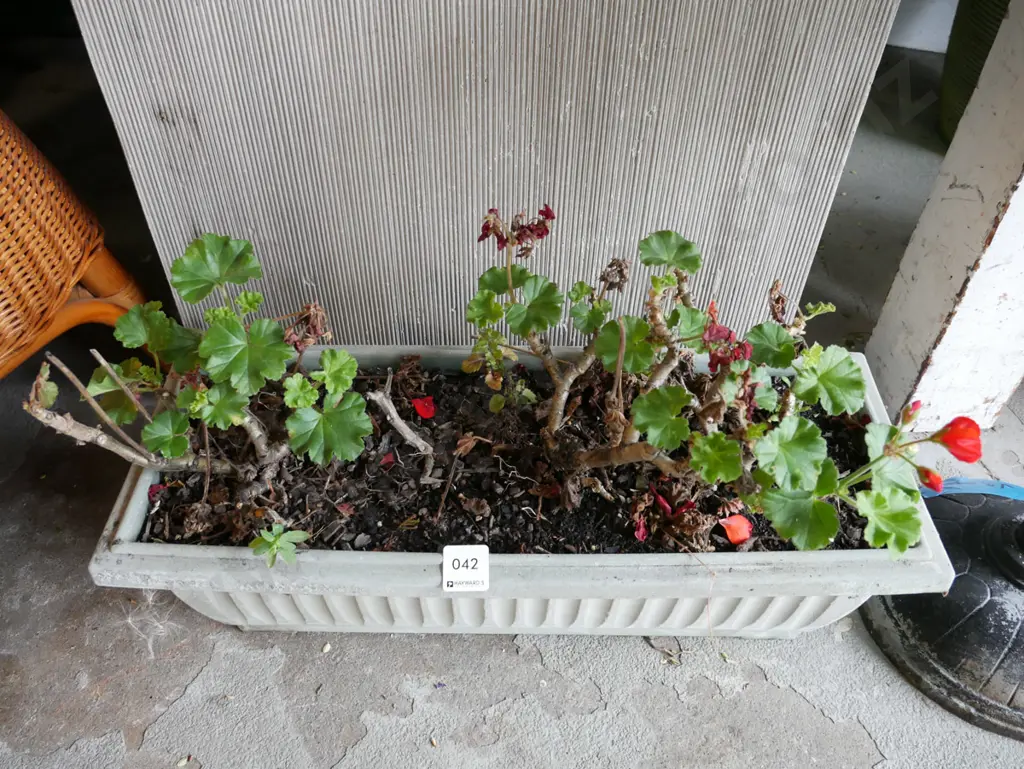 geraniums in plastic trough planter Image 1++