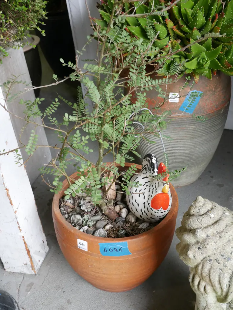 kowhai and happy hen in terracotta garden planter Image 1++