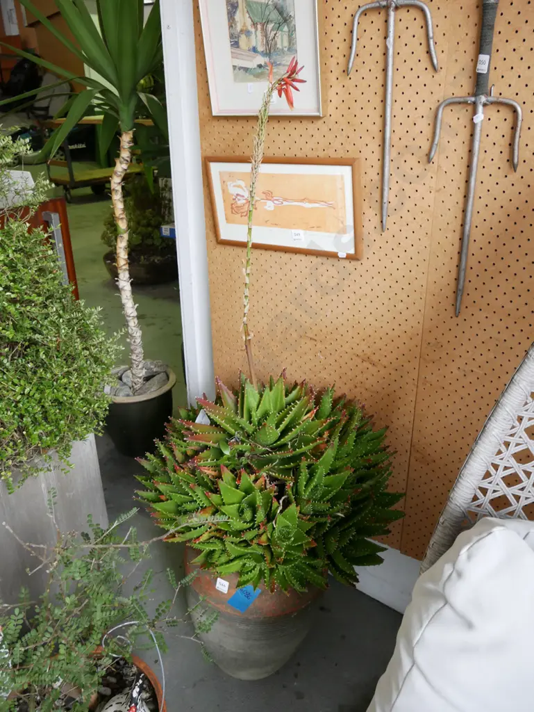 succulents in terracotta garden planter Overall H-750 Image 1++