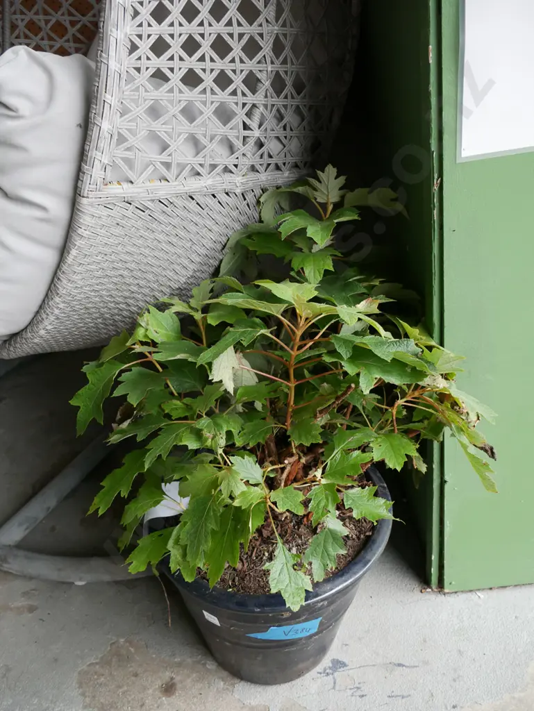 hydrangea pee wee in blue glazed planter Image 1++