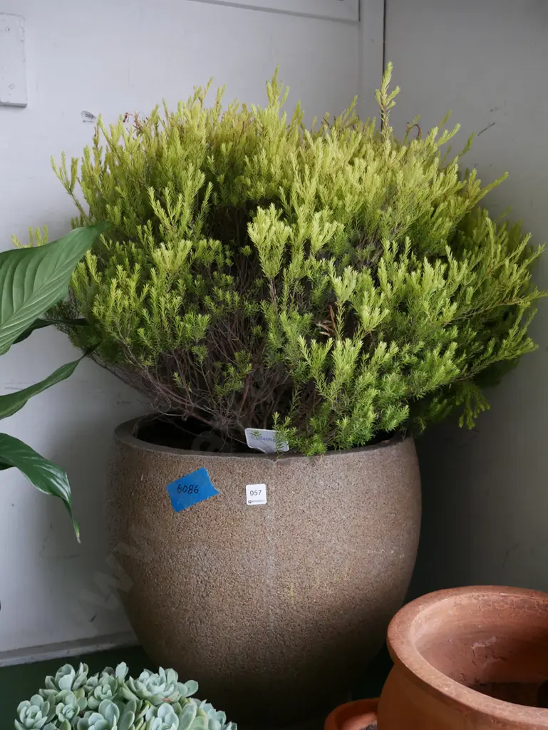 coleonema in composite planter Planter H-460 Image 1++