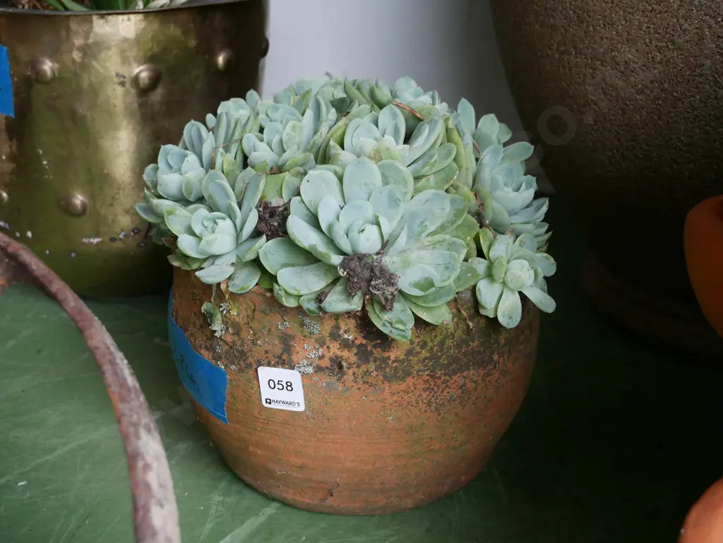 succulent in terracotta planter Image 1++