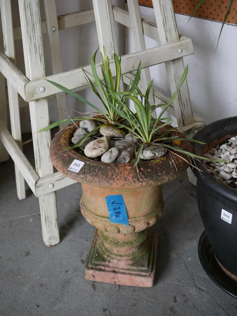 small variegated yucca in terracotta urn Image 1++