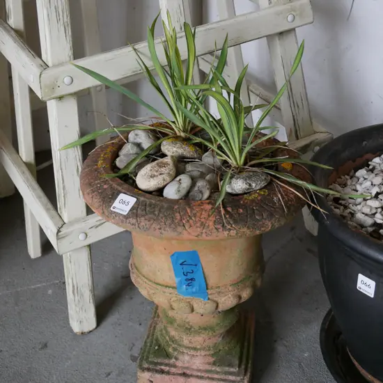 small variegated yucca in terracotta urn