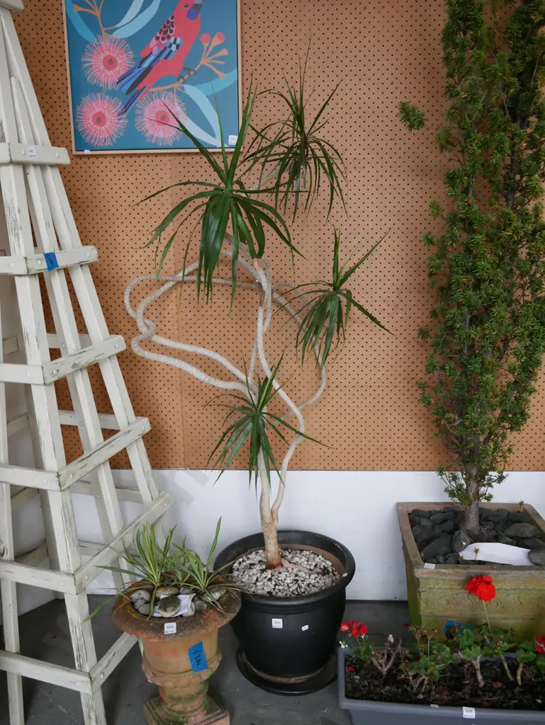 dracena in black painted planter Plant H-1200 Image 1++