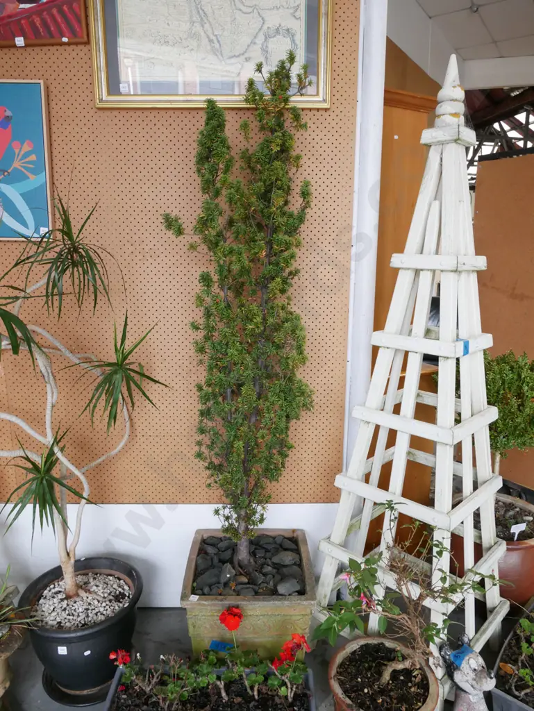 upright ewer tree in concrete planter Tree H-1500 Image 1++