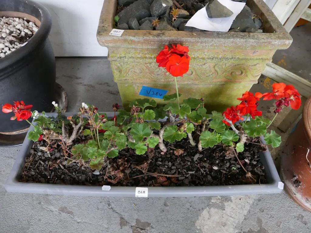geraniums in plastic trough planter Image 1++