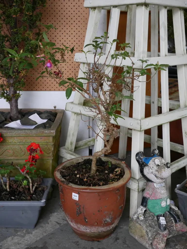 fuschia alison patricia in glazed garden planter Image 1++