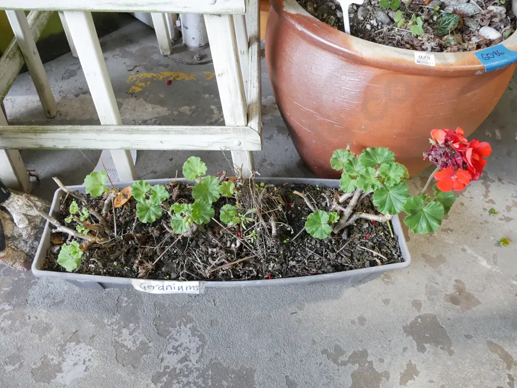 geraniums in plastic trough planter Image 1++