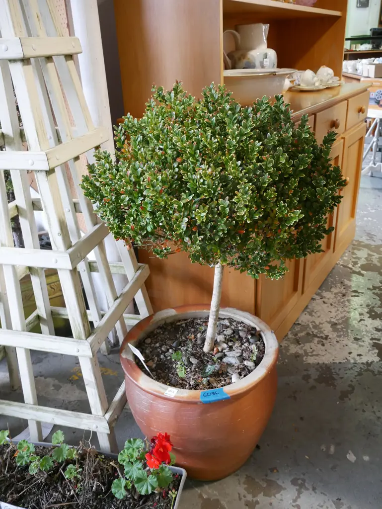 buxus senpervirens in glazed garden planter H-640 Image 1++