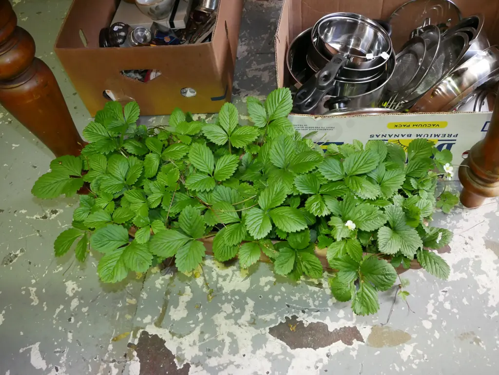 stawberry plants in plastic planter Image 1++
