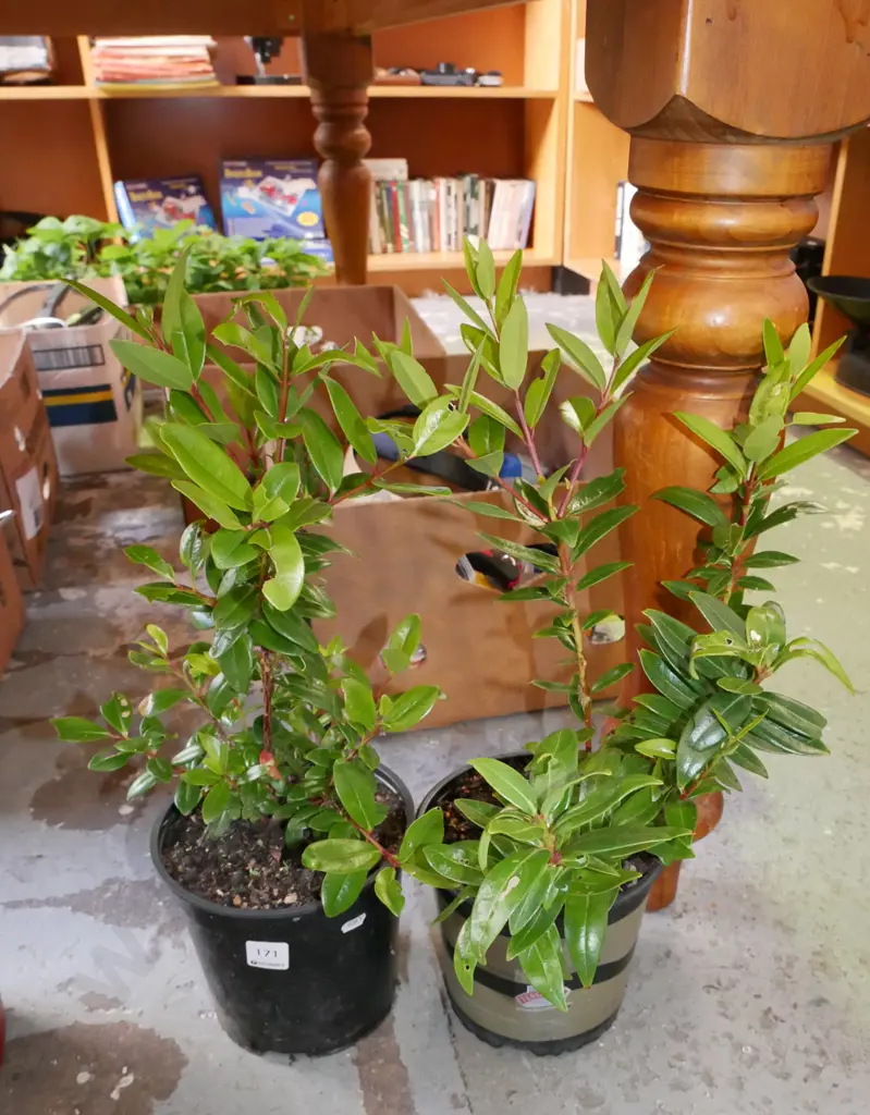 2 x potted pohutukawa Image 1++