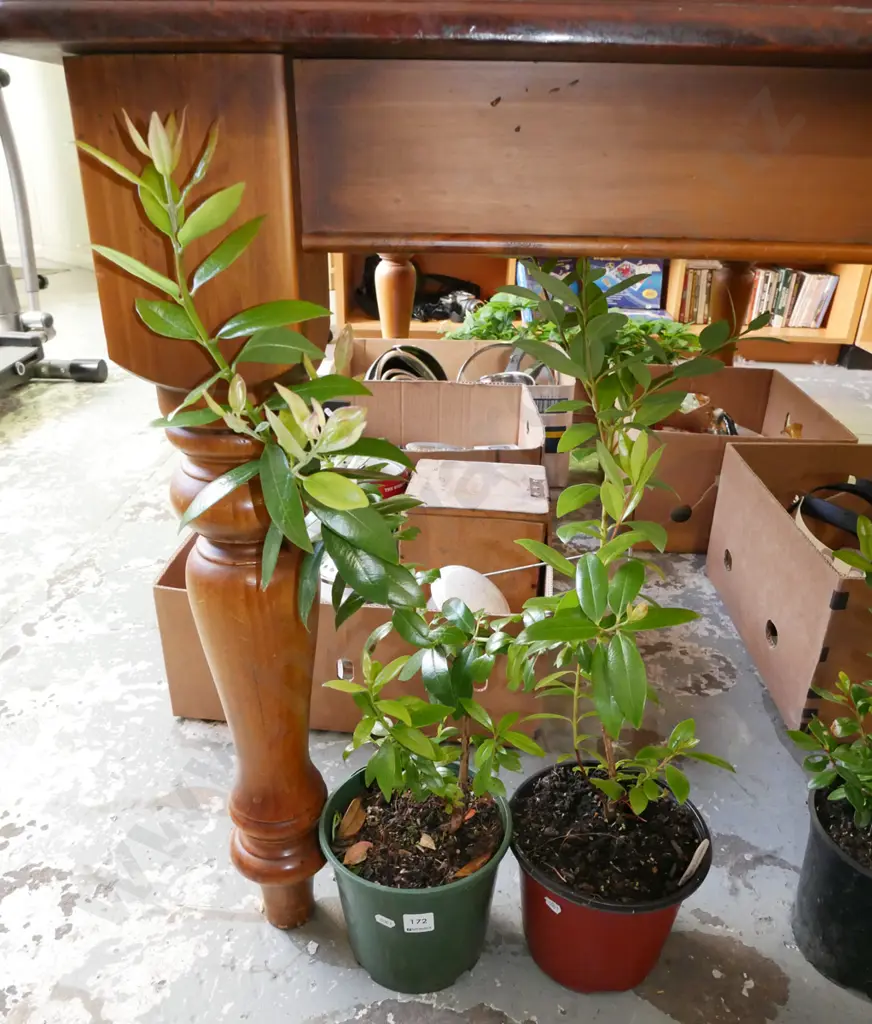 2 x potted pohutukawa Image 1++