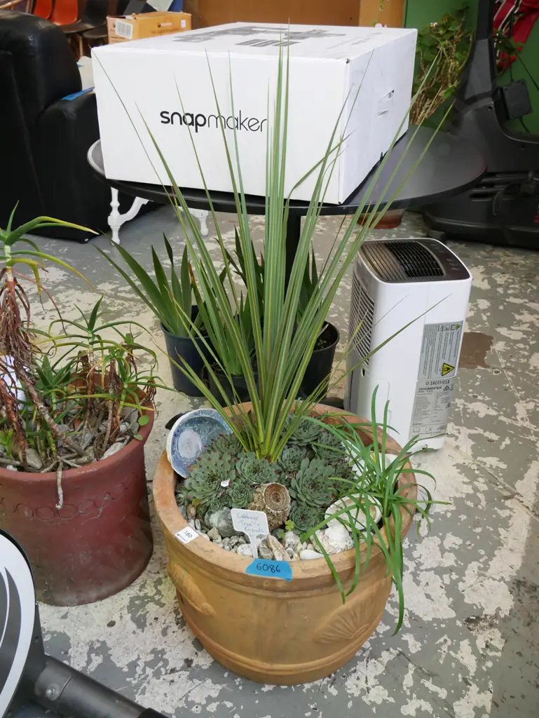 cabbage tree & succulents in garden planter, planter H-320 Image 1++