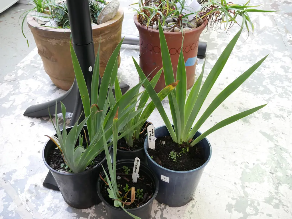 4 x potted irises (various colours) Image 1++