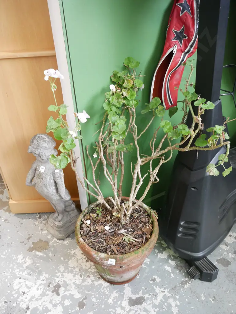 pink geranium in terracotta planter, planter H-320 Image 1++