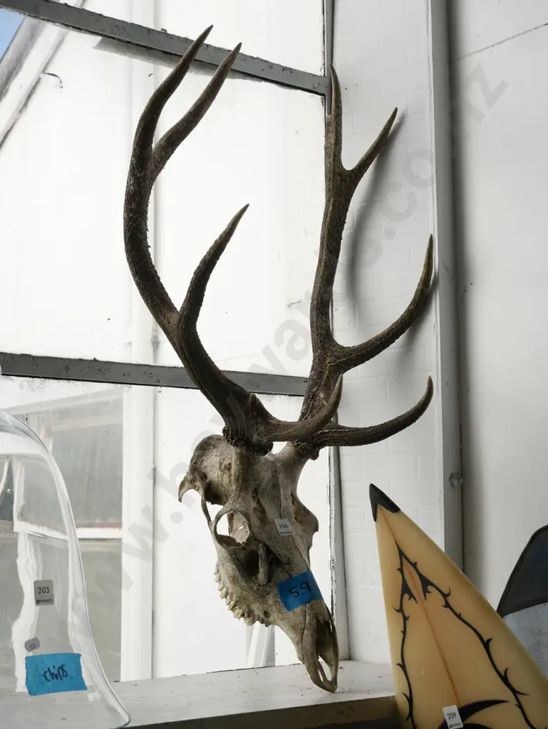 skull and antlers Image 1++