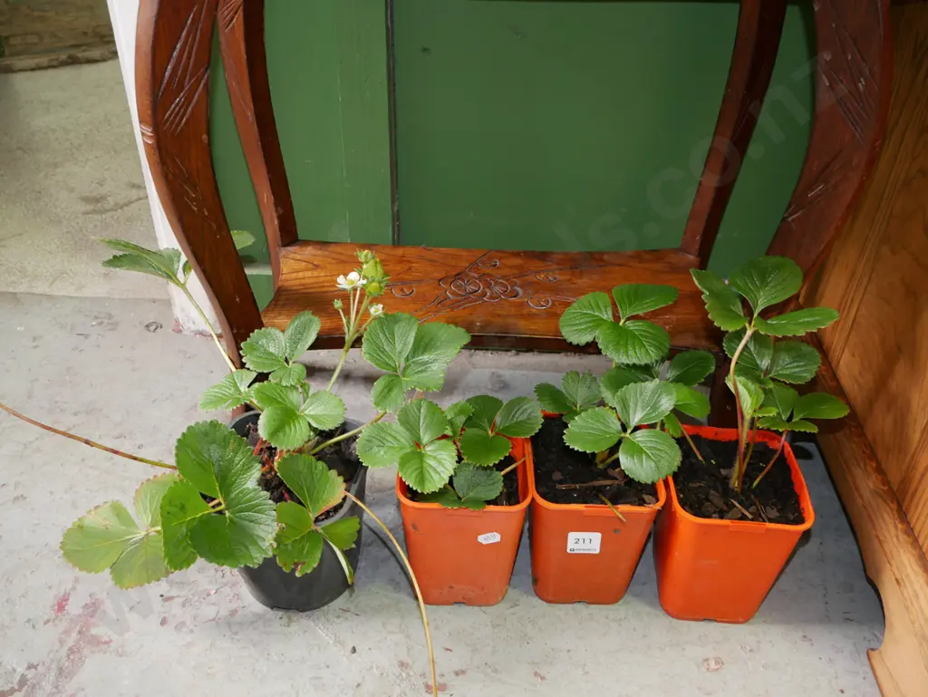 4x potted strawberry plants Image 1++