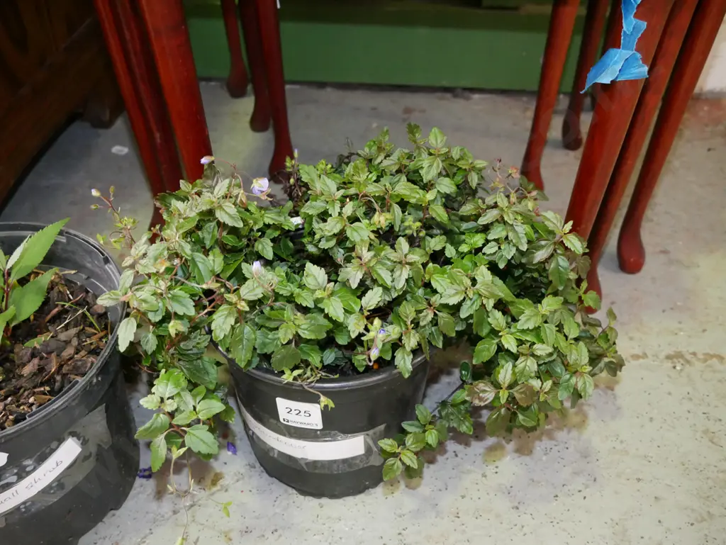 potted blue ground cover Image 1++