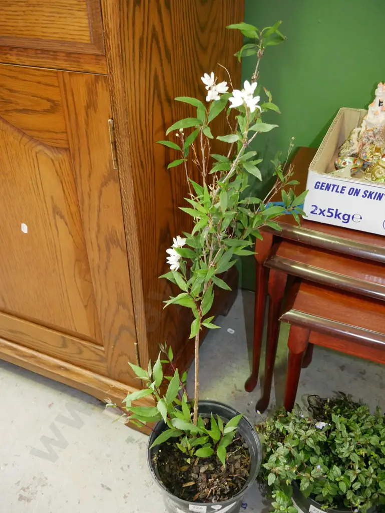 deutzia (small shrub) in plastic planter Image 1++