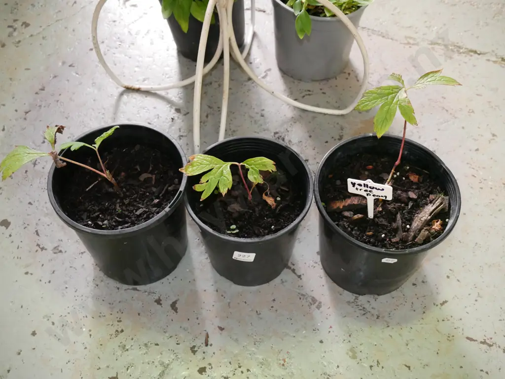 3x potted yellow tree peonies Image 1++