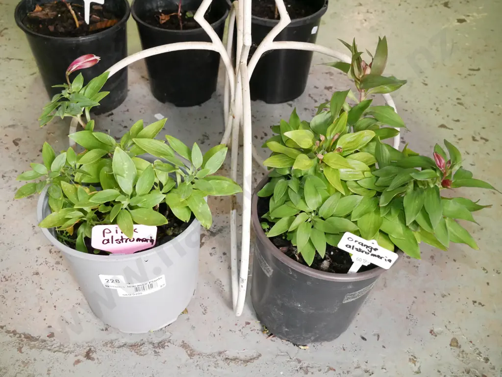 1x pink, 1x orange alstroemerias Image 1++