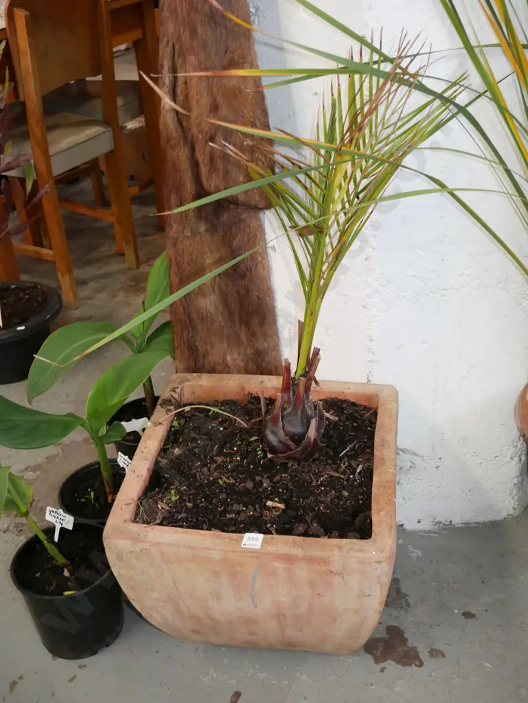 phoenix palm in terracotta planter Planter H-330 Image 1++