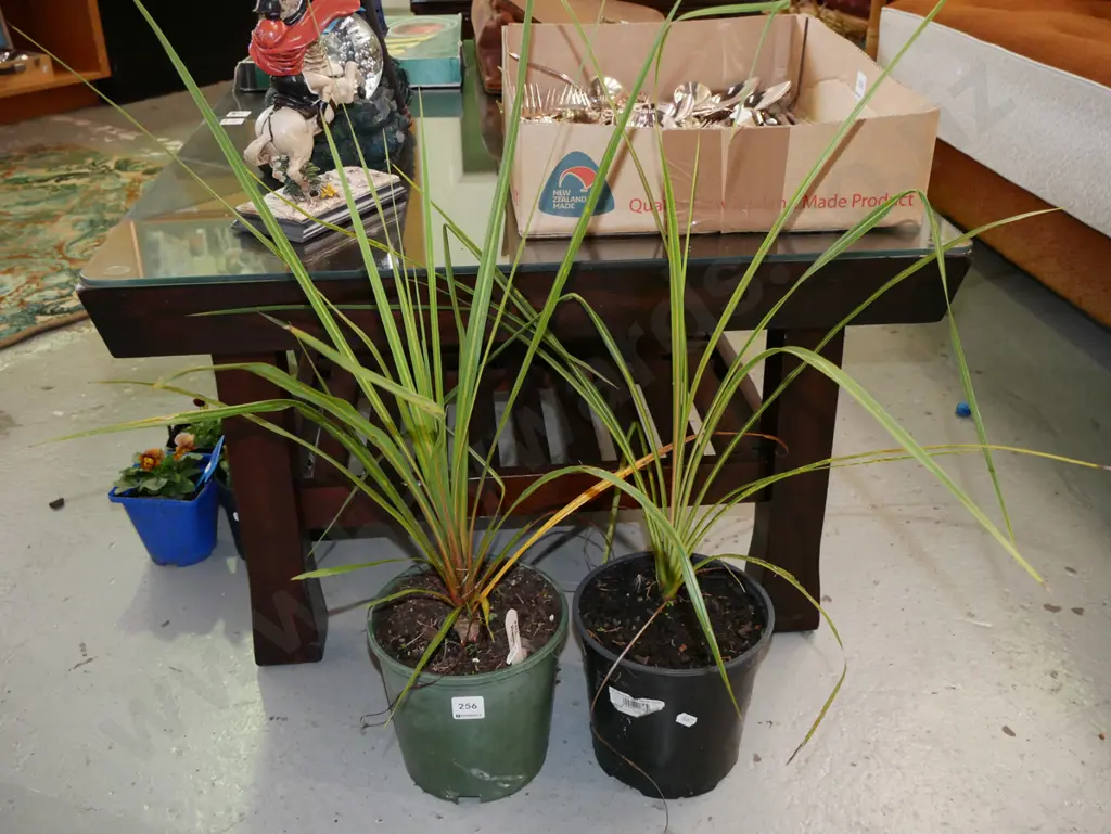 2x potted cabbage trees Image 1++