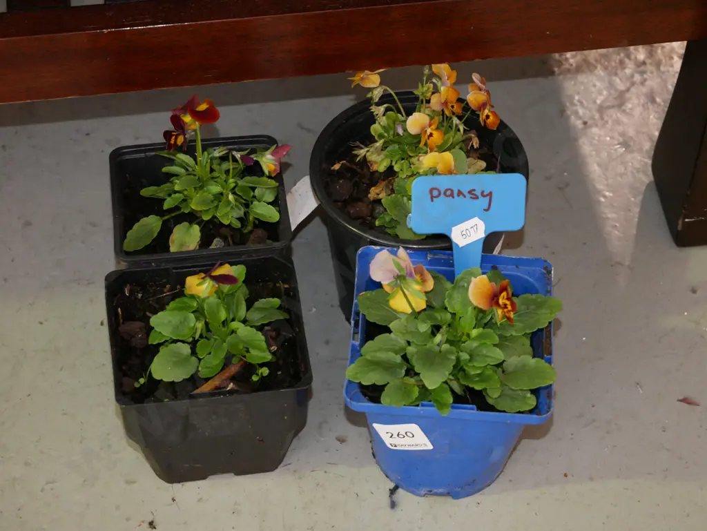 4x potted pansies Image 1++