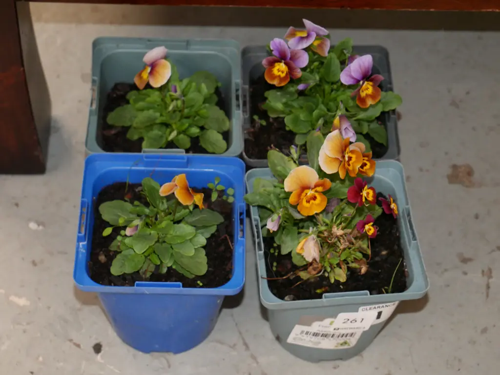 4x potted pansies Image 1++