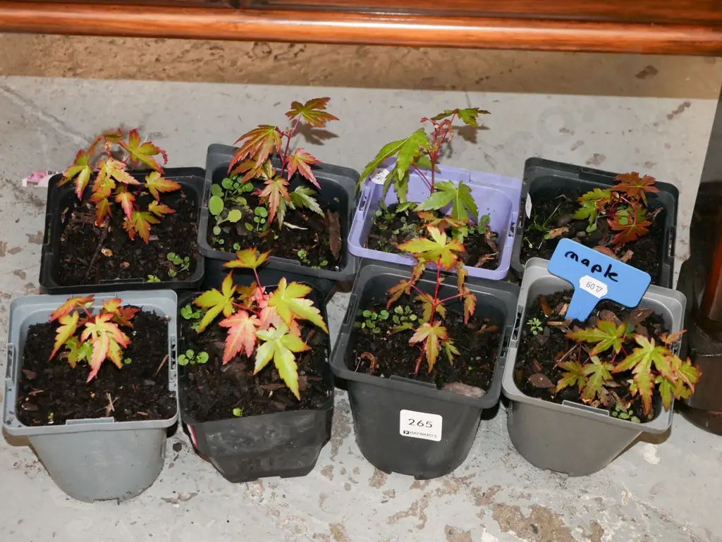 8x potted maples Image 1++