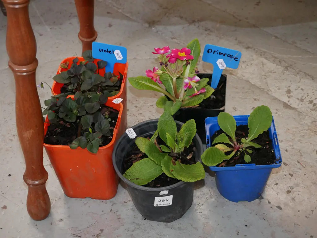 potted primroses and violets Image 1++