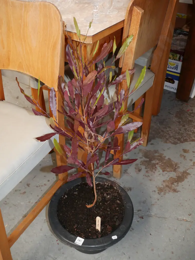 potted ake ake Image 1++