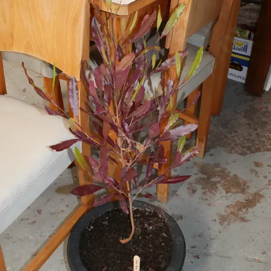 potted ake ake