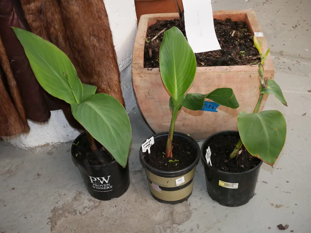 3x potted orange canna lillies Image 1++