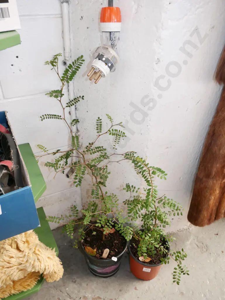 2x potted kowhai Image 1++